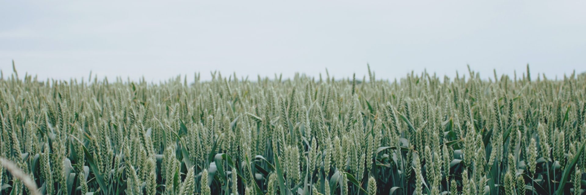 https://bti-global.transforms.svdcdn.com/production/shared-image-library/industry-collections/agriculture-and-rural/05_AR.jpg?w=2880&h=960&q=75&auto=format&fit=min&dm=1778817657&s=c2935d256bfb38524160d1a6630cca29