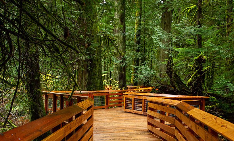 A scenic wooden pathway winds through the lush, towering trees of MacMillan Provincial Park on Vancouver Island, British Columbia, Canada.