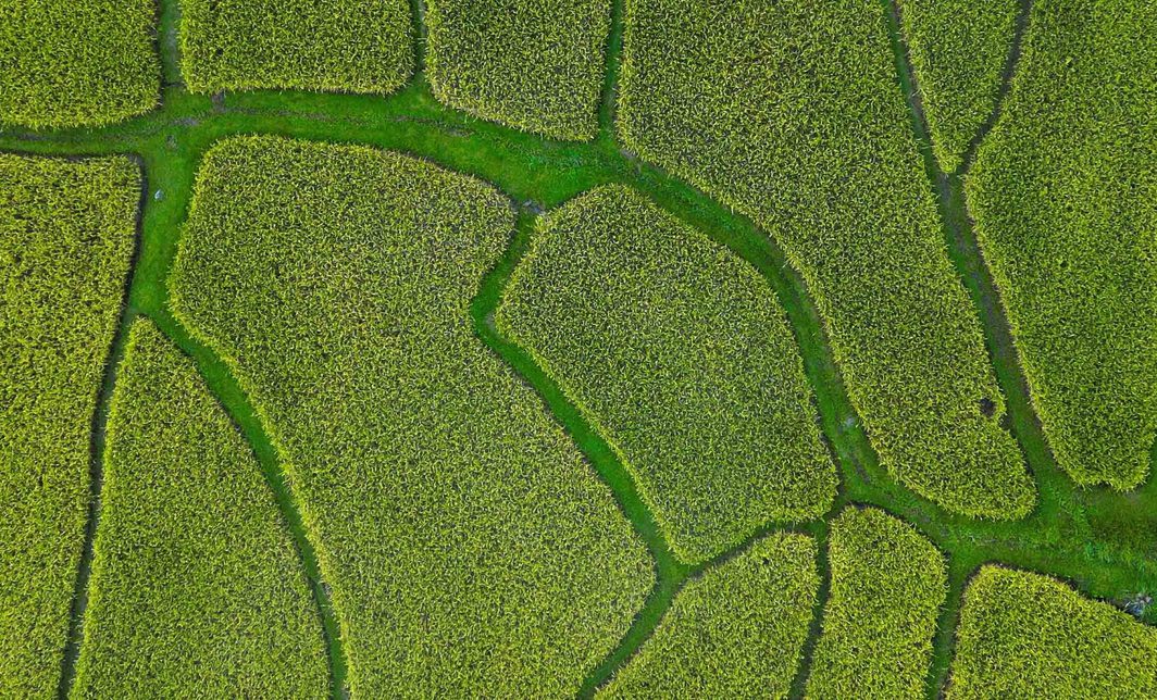 Green farm land with varying grass lengths creating an interesting organic pattern.