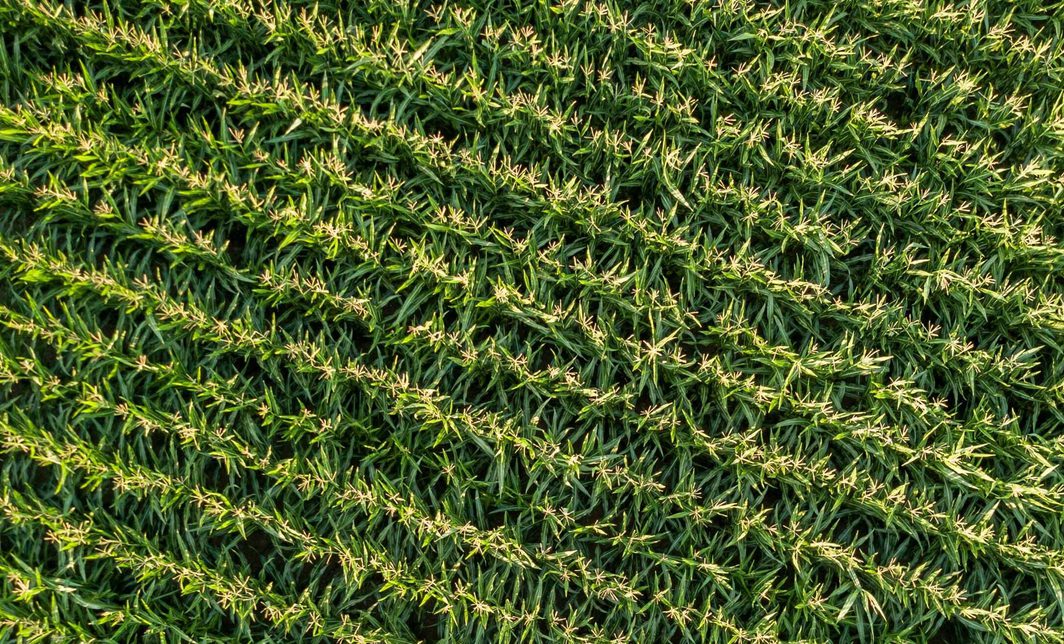 Farm Series ( use going forward)
