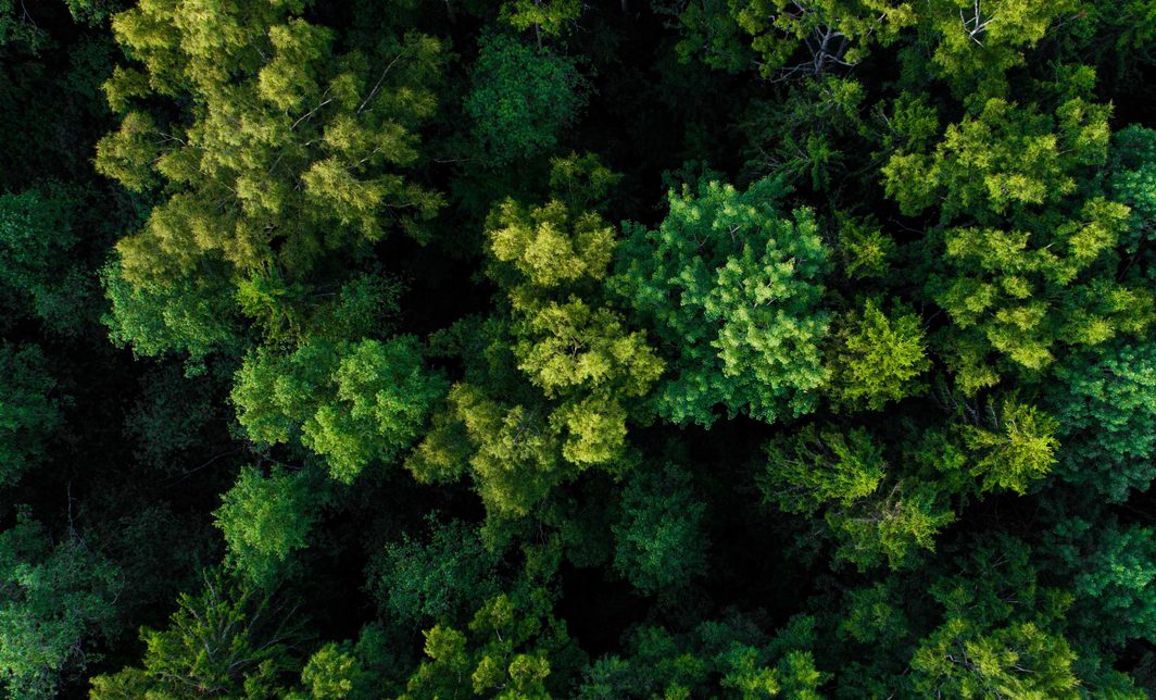 Birdseye view of a dense, green forest.