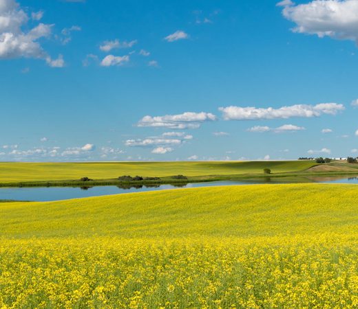 Yorkton